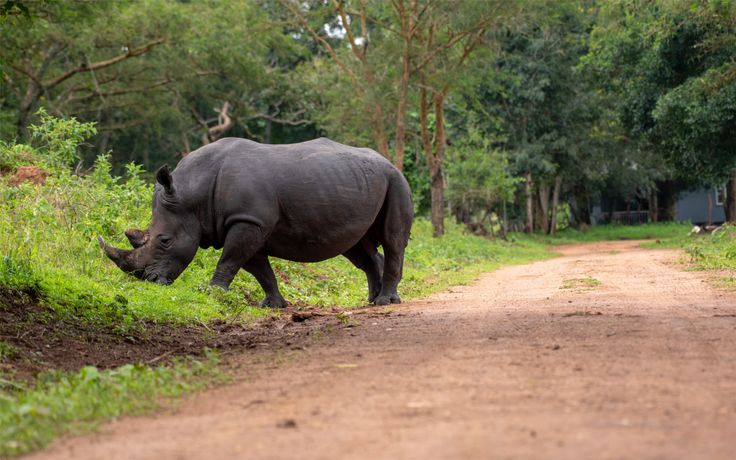 Ziwa Rhino Sancturary